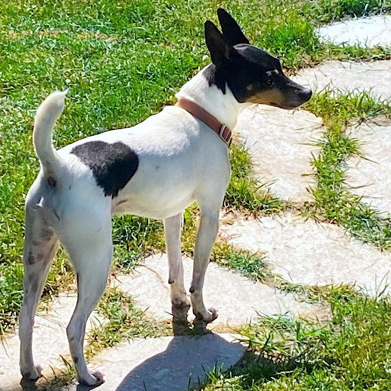 Parker (ID), an adoptable Rat Terrier in Naples, ID, 83847 | Photo Image 2