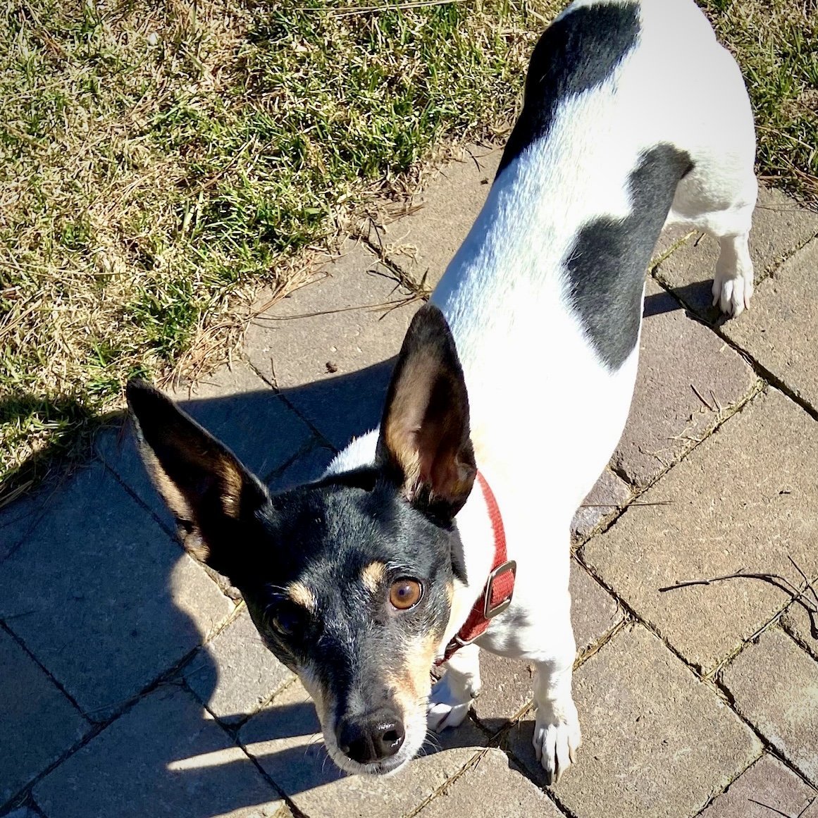 Parker (ID), an adoptable Rat Terrier in Naples, ID, 83847 | Photo Image 3