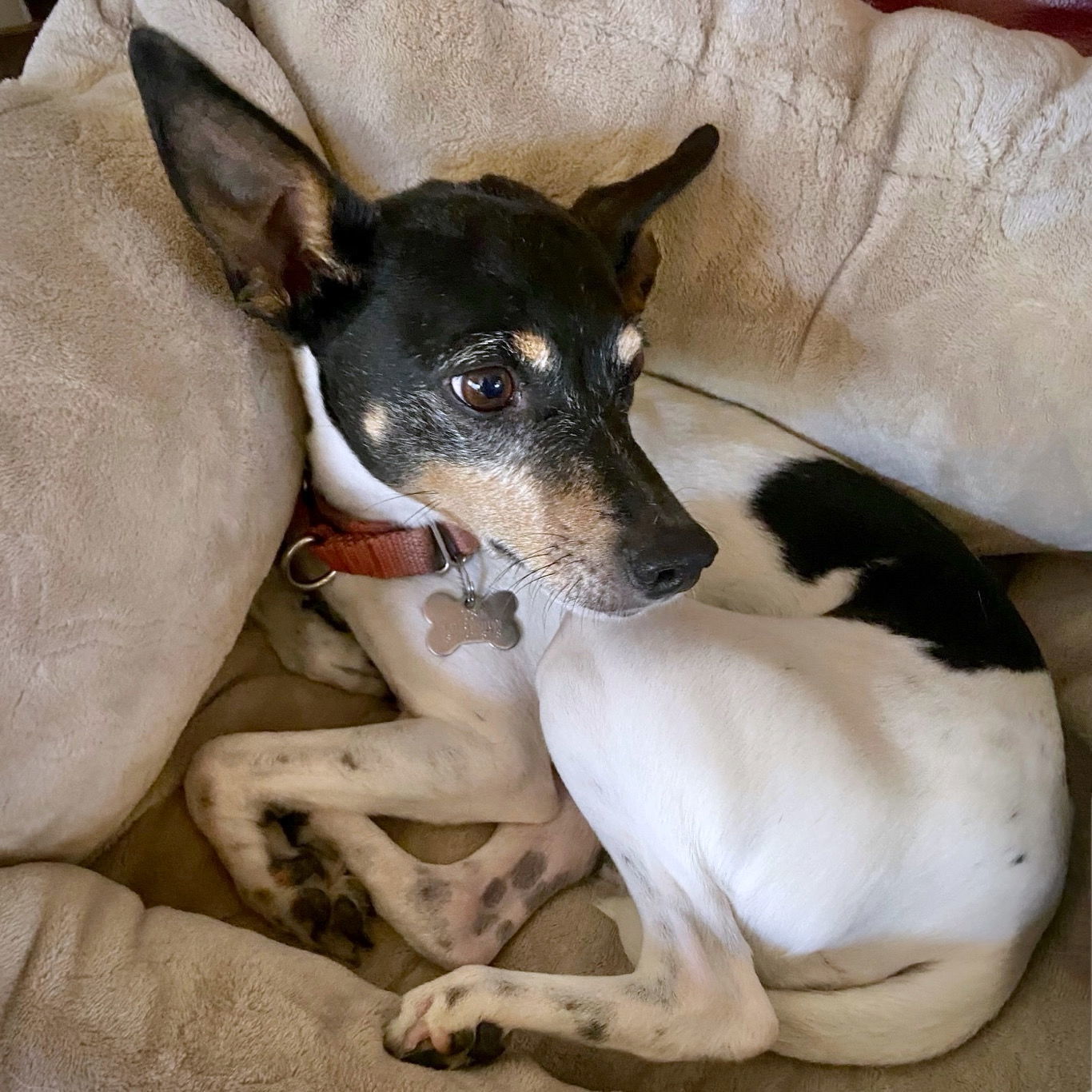 Parker (ID), an adoptable Rat Terrier in Naples, ID, 83847 | Photo Image 3