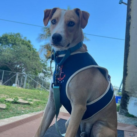 Kahu, an adoptable Mixed Breed in Vieques, PR, 00765 | Photo Image 2