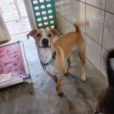 Kahu, an adoptable Mixed Breed in Vieques, PR, 00765 | Photo Image 3