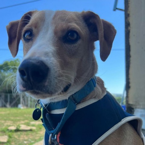 Kahu, an adoptable Mixed Breed in Vieques, PR, 00765 | Photo Image 4