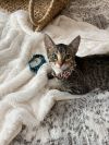 Mittens 