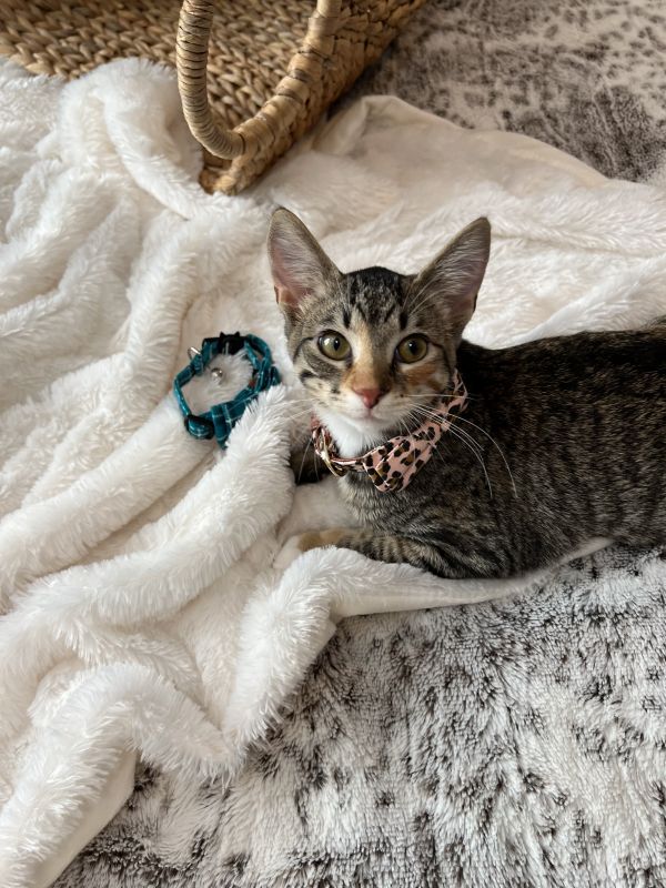 Mittens 