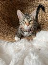 Mittens 