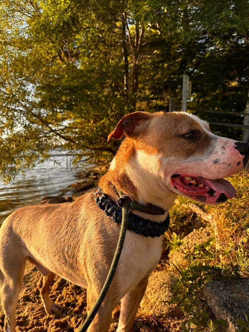 Chandler, an adoptable Pit Bull Terrier, Boxer in Manistee, MI, 49660 | Photo Image 2