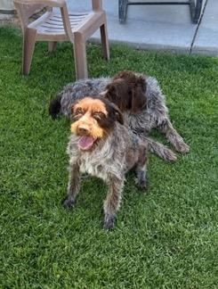 Sophie, an adoptable Wirehaired Pointing Griffon in Incline Village, NV, 89450 | Photo Image 2