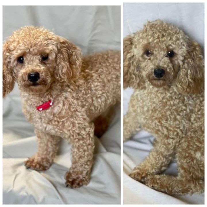 Petfinder hotsell toy poodle