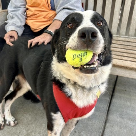 SMOKEY, an adoptable Bernese Mountain Dog, McNab in Point Richmond, CA, 94801 | Photo Image 1