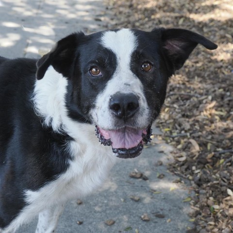 SMOKEY, an adoptable Bernese Mountain Dog, McNab in Point Richmond, CA, 94801 | Photo Image 2