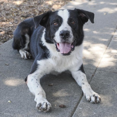 SMOKEY, an adoptable Bernese Mountain Dog, McNab in Point Richmond, CA, 94801 | Photo Image 3