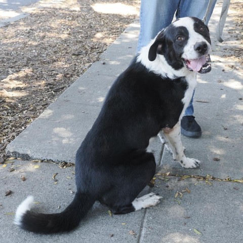 SMOKEY, an adoptable Bernese Mountain Dog, McNab in Point Richmond, CA, 94801 | Photo Image 4