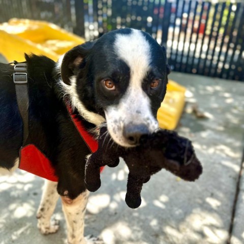 SMOKEY, an adoptable Bernese Mountain Dog, McNab in Point Richmond, CA, 94801 | Photo Image 5