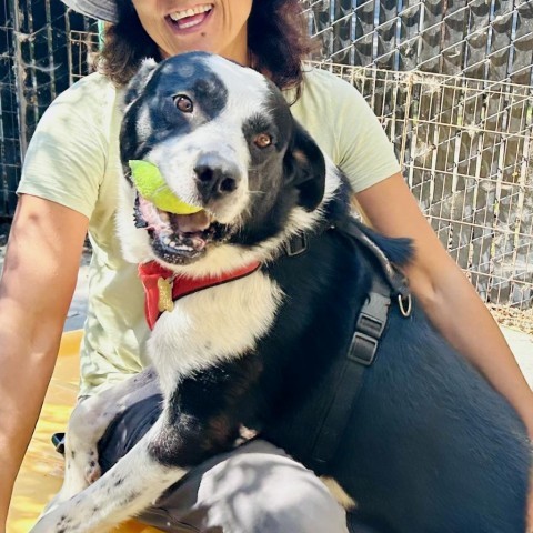 SMOKEY, an adoptable Bernese Mountain Dog, McNab in Point Richmond, CA, 94801 | Photo Image 6