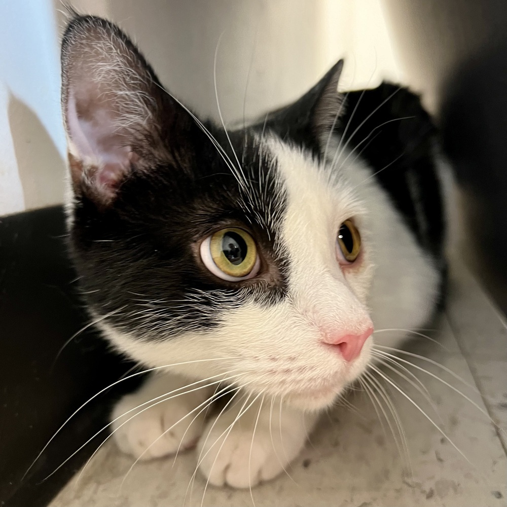 Checkers, an adoptable Domestic Short Hair in Lancaster, CA, 93536 | Photo Image 5