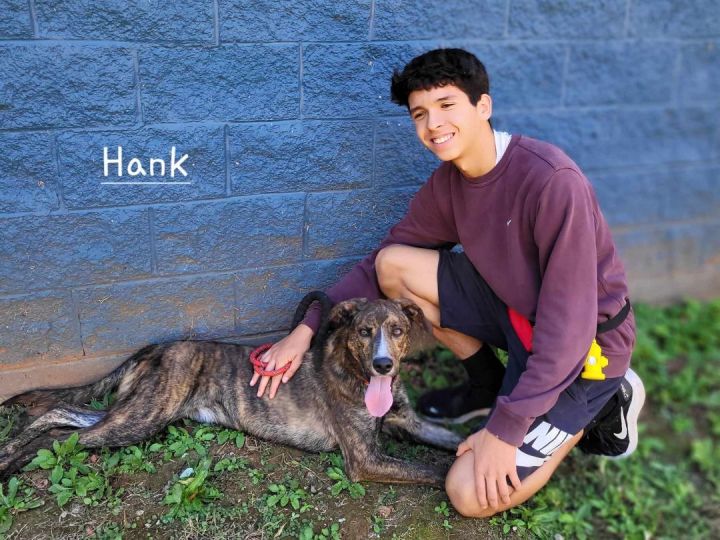 Hank, an adoptable Hound Mix in Bishop, GA_image-2