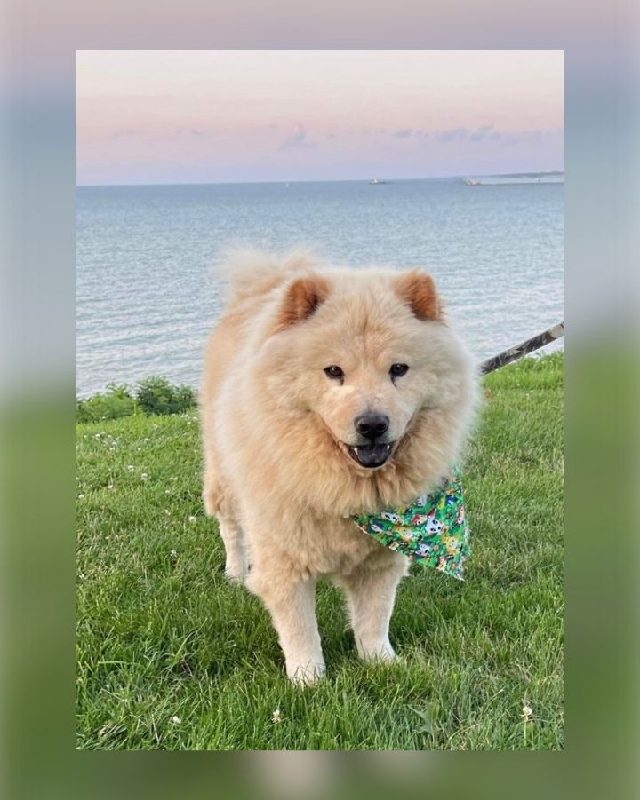 Petfinder store chow chow