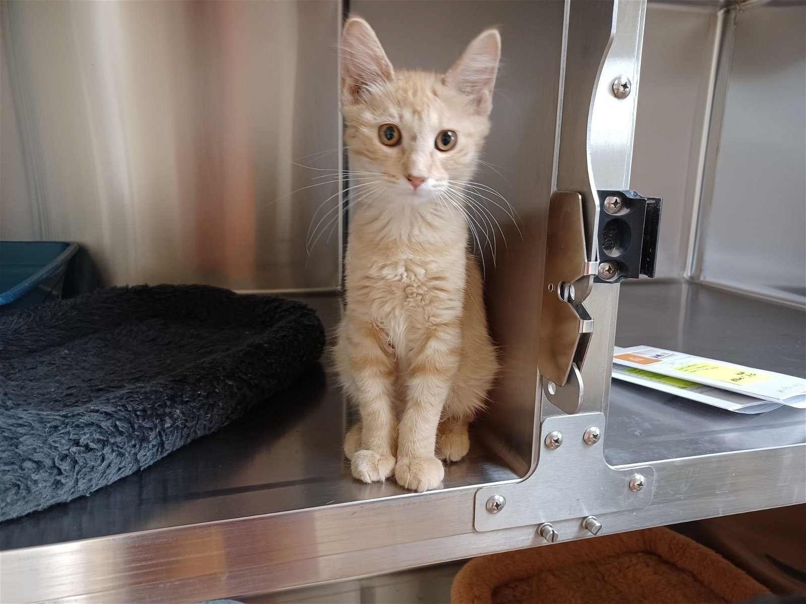 Cat for adoption Wren, a Domestic Short Hair in Austin, MN Petfinder