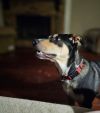 Pippin
