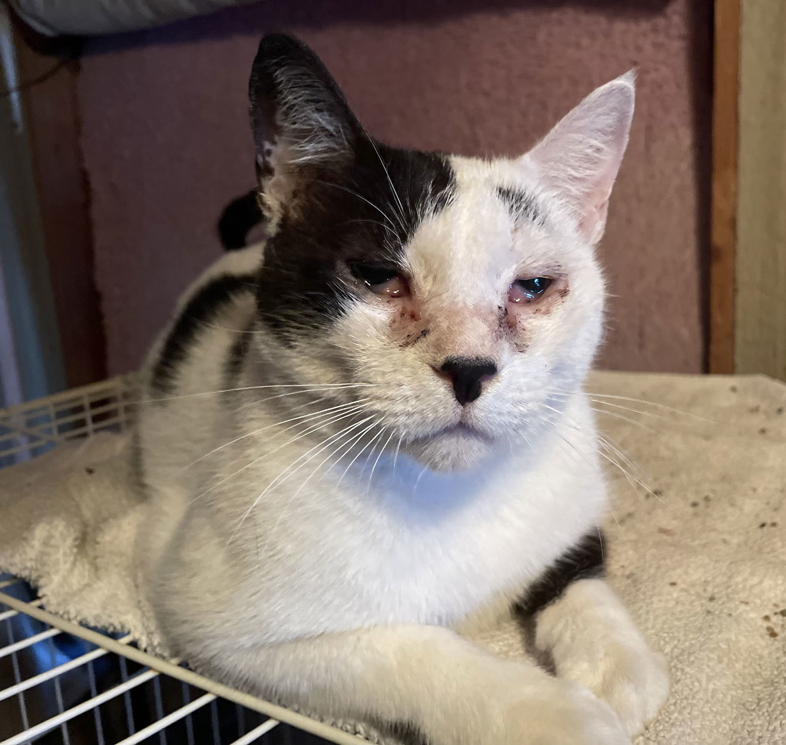 Amias - FIV+, an adoptable Domestic Short Hair in Oxford, MS, 38655 | Photo Image 1