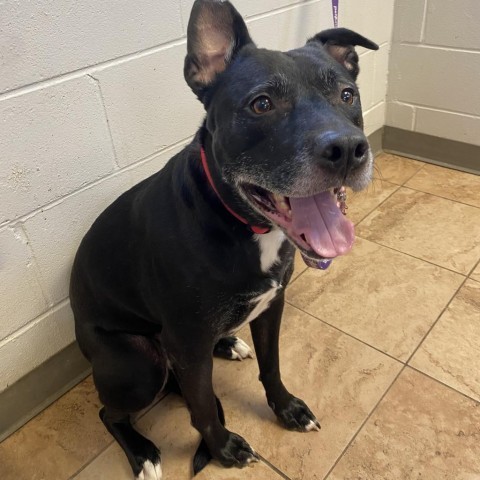 Bear, an adoptable Labrador Retriever, Pit Bull Terrier in Tuscaloosa, AL, 35401 | Photo Image 1