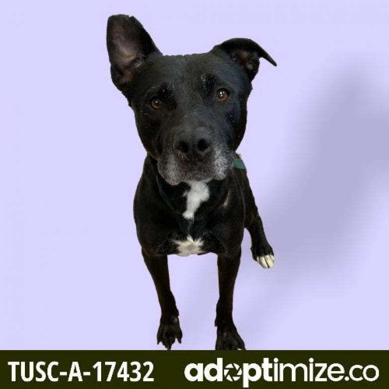 Bear, an adoptable Labrador Retriever, Pit Bull Terrier in Tuscaloosa, AL, 35401 | Photo Image 2