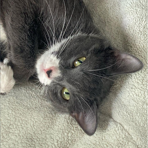 Nairobi, an adoptable Domestic Short Hair in Laramie, WY, 82073 | Photo Image 1