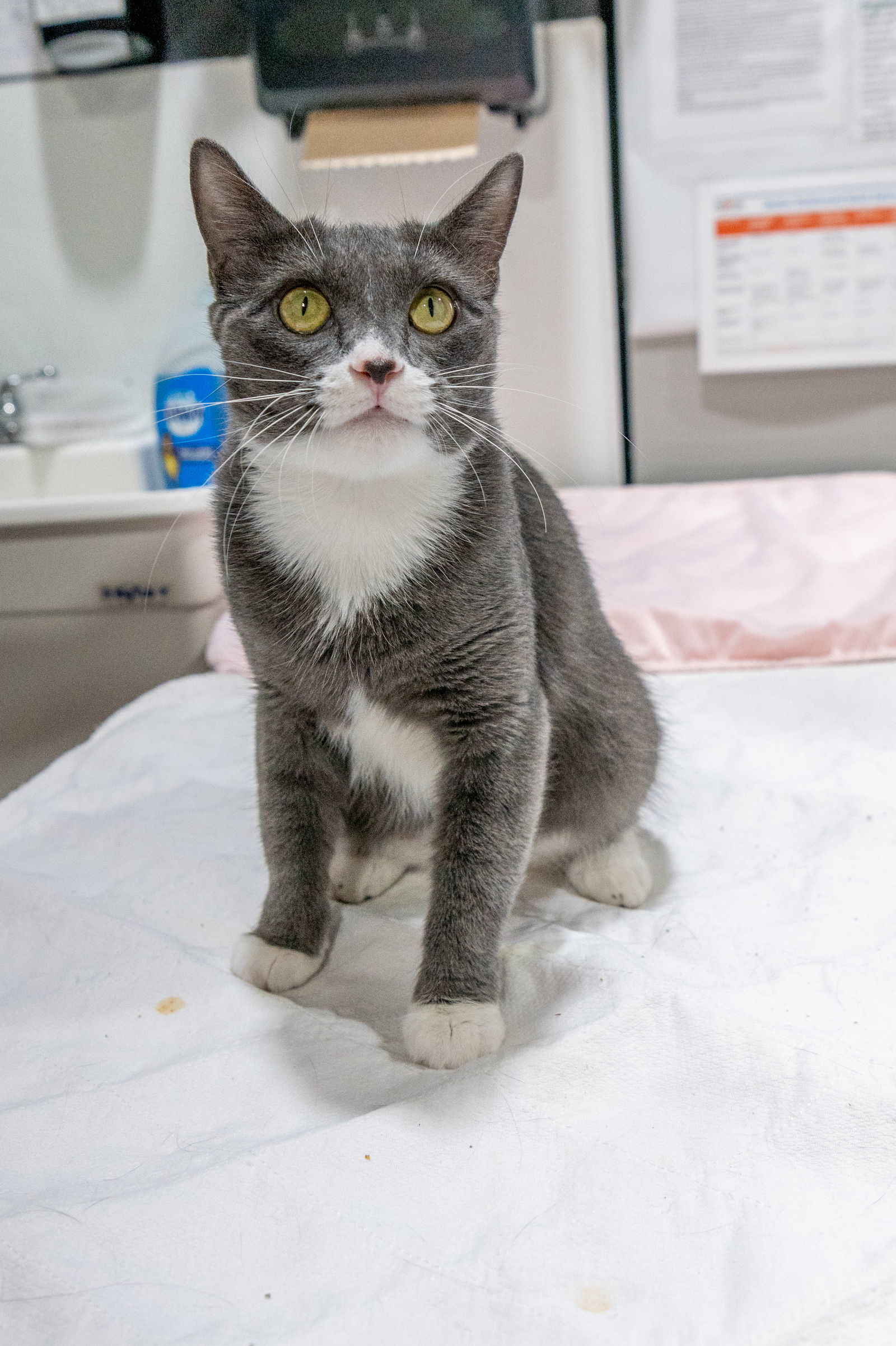 Nairobi, an adoptable Domestic Short Hair in Laramie, WY, 82073 | Photo Image 3