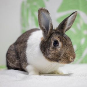 Rebel (bonded to Archie), Adult Female Dutch