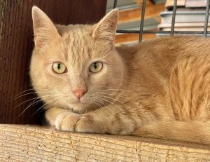 Hi there Im Roscoe a fun-loving and sweet 3-year-old buff ginger tabby I originally came to HART