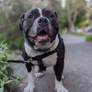 Princess Boba Tea - AVAILABLE Pit Bull Terrier Dog
