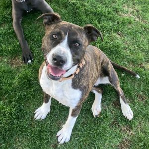 Tinsley - AVAILABLE Pit Bull Terrier Dog
