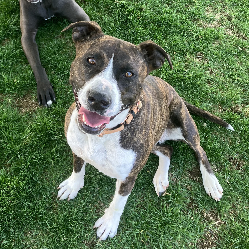 Tinsley - AVAILABLE, an adoptable Pit Bull Terrier in Seattle, WA, 98115 | Photo Image 6