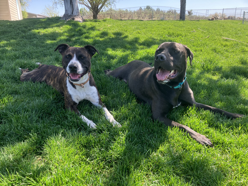 Tinsley - AVAILABLE, an adoptable Pit Bull Terrier in Seattle, WA, 98115 | Photo Image 7