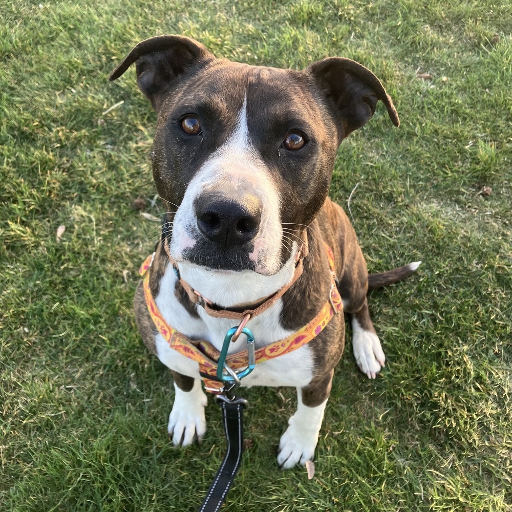 Tinsley - AVAILABLE, an adoptable Pit Bull Terrier in Seattle, WA, 98115 | Photo Image 9