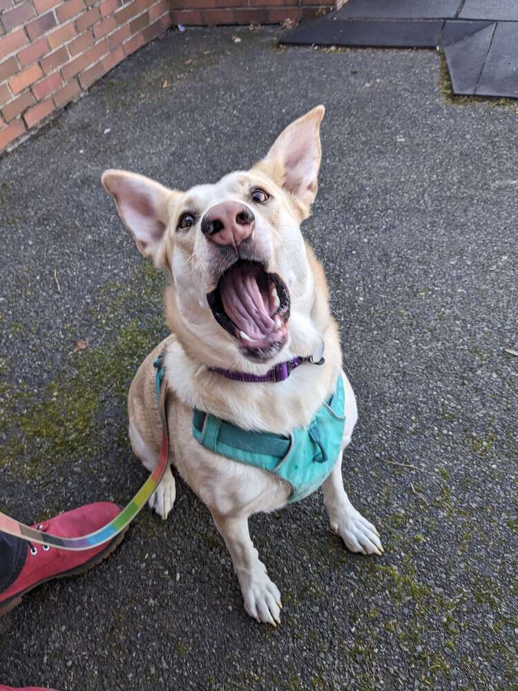 Imara - AVAILABLE, an adoptable Mixed Breed in Seattle, WA, 98115 | Photo Image 6