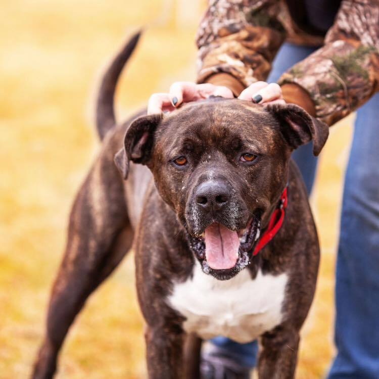 Harrison - AVAILABLE, an adoptable Pit Bull Terrier in Seattle, WA, 98115 | Photo Image 1