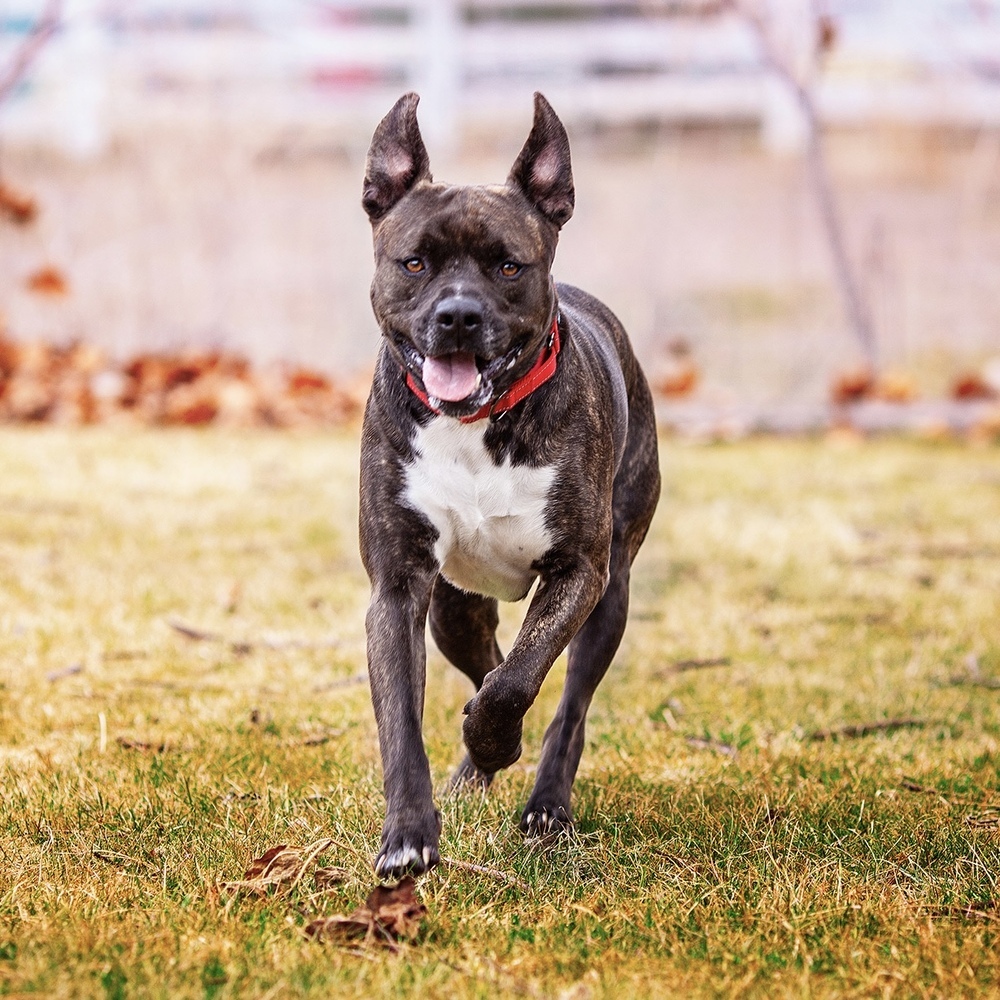 Harrison - AVAILABLE, an adoptable Pit Bull Terrier in Seattle, WA, 98115 | Photo Image 2