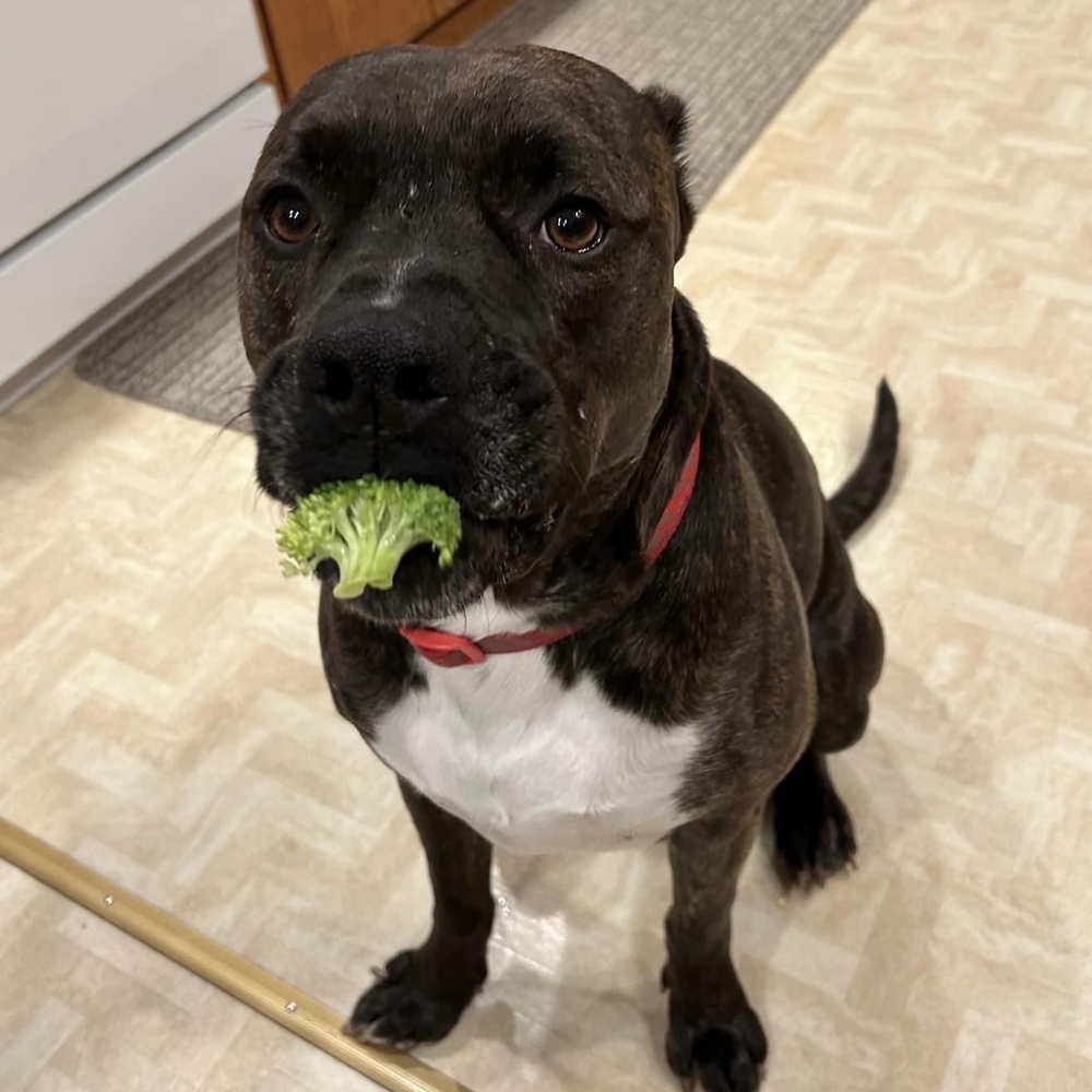 Harrison - AVAILABLE, an adoptable Pit Bull Terrier in Seattle, WA, 98115 | Photo Image 3