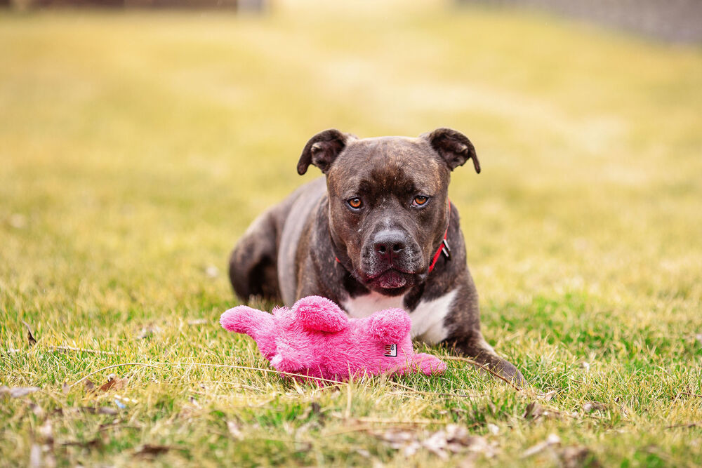Harrison - AVAILABLE, an adoptable Pit Bull Terrier in Seattle, WA, 98115 | Photo Image 4