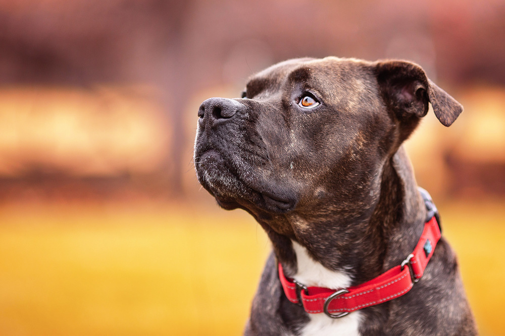 Harrison - AVAILABLE, an adoptable Pit Bull Terrier in Seattle, WA, 98115 | Photo Image 5