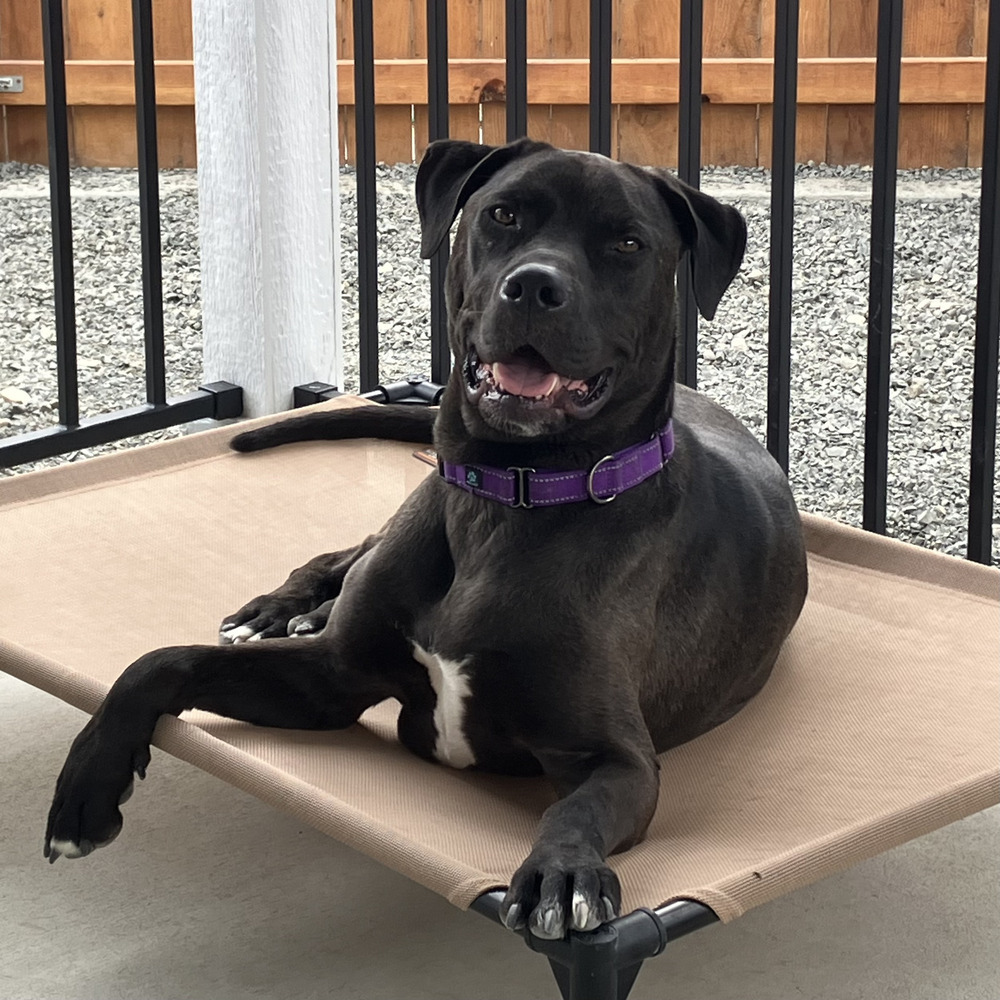 Brawny - AVAILABLE, an adoptable Pit Bull Terrier, German Shepherd Dog in Seattle, WA, 98115 | Photo Image 6