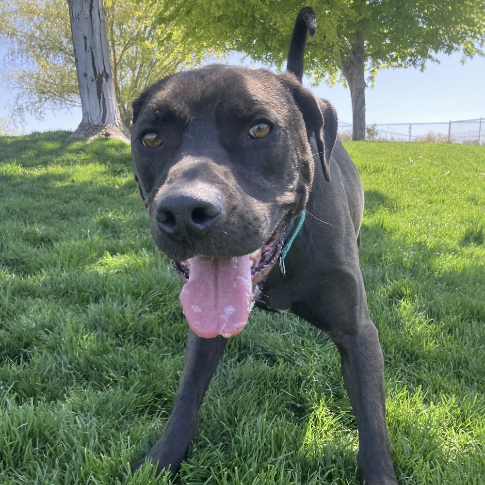 Brawny - AVAILABLE, an adoptable Pit Bull Terrier, German Shepherd Dog in Seattle, WA, 98115 | Photo Image 7