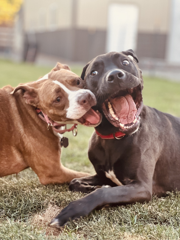 Brawny - AVAILABLE, an adoptable Pit Bull Terrier, German Shepherd Dog in Seattle, WA, 98115 | Photo Image 8