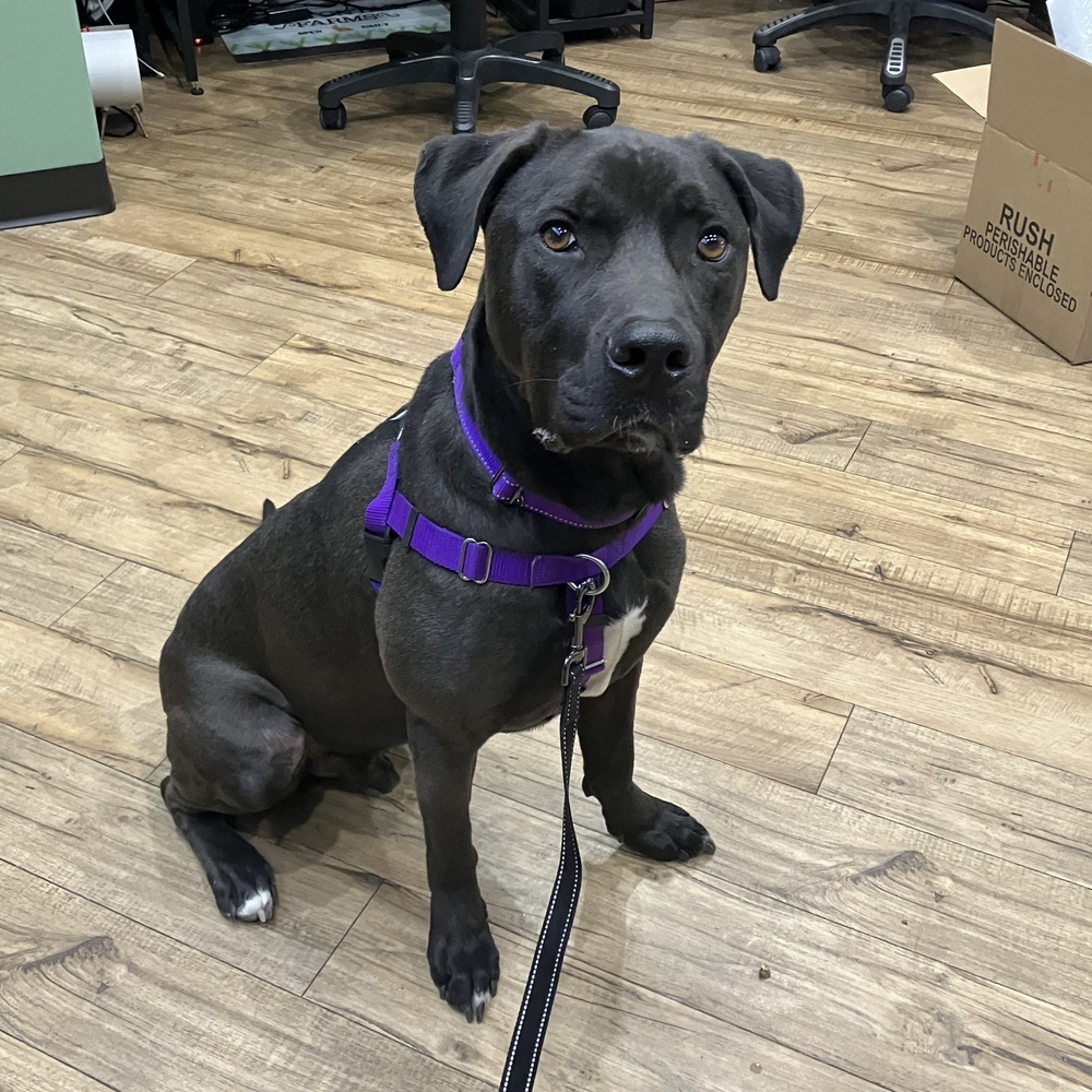 Brawny - AVAILABLE, an adoptable Pit Bull Terrier, German Shepherd Dog in Seattle, WA, 98115 | Photo Image 9