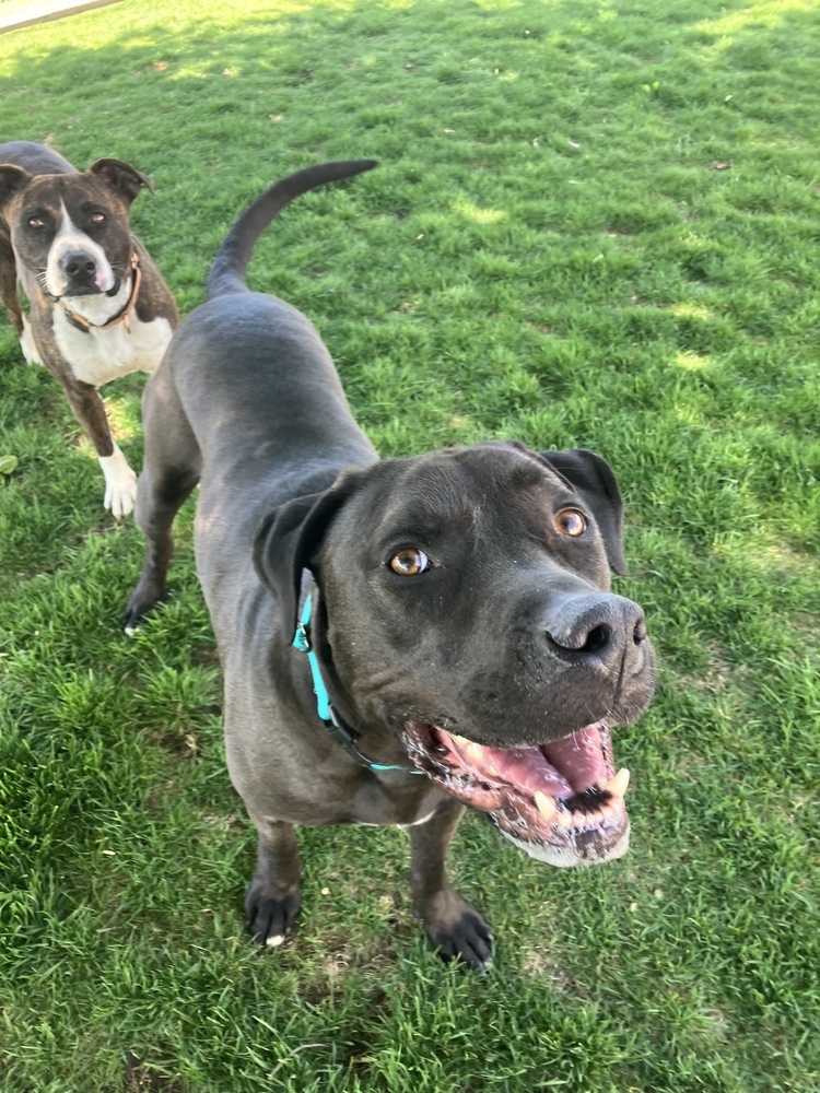 Brawny - AVAILABLE, an adoptable Pit Bull Terrier, German Shepherd Dog in Seattle, WA, 98115 | Photo Image 10