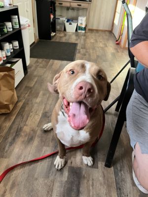 ROSCOE, Adult Male Pit Bull Terrier