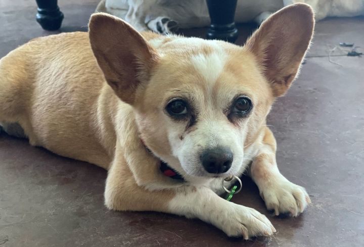 Corgi mixed 2024 with pug