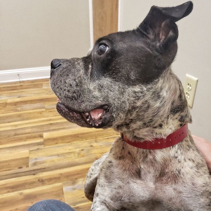 English bulldog and store blue heeler mix