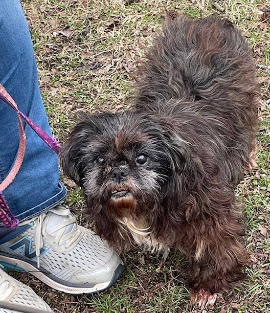 Petfinder best sale lhasa apso